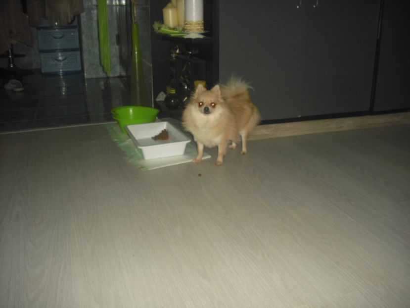 CIMG7961 - Pomeranian de tip BOO