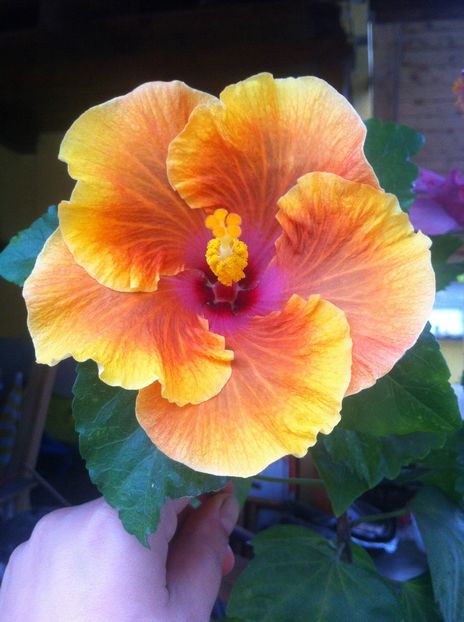 tahitian baby tiger - hibiscus