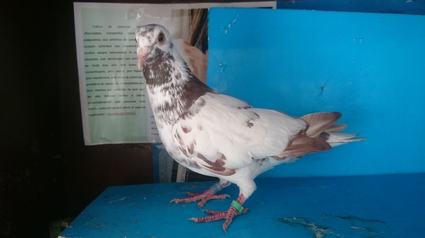  - Porumbei