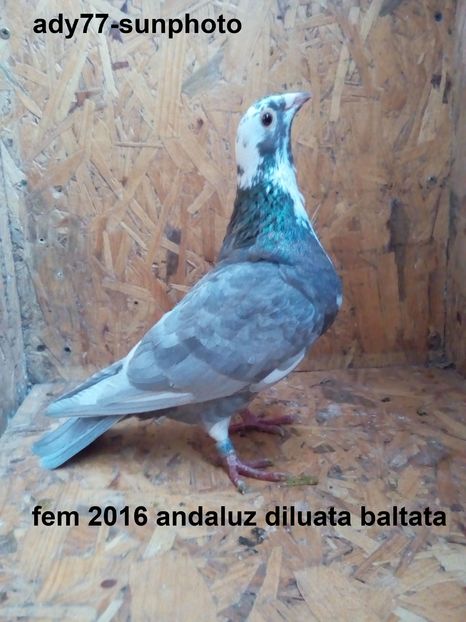  - Matca Femele 2016