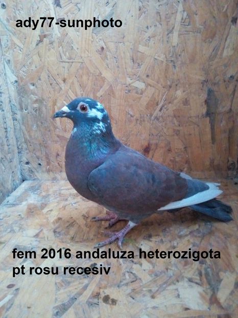  - Matca Femele 2016