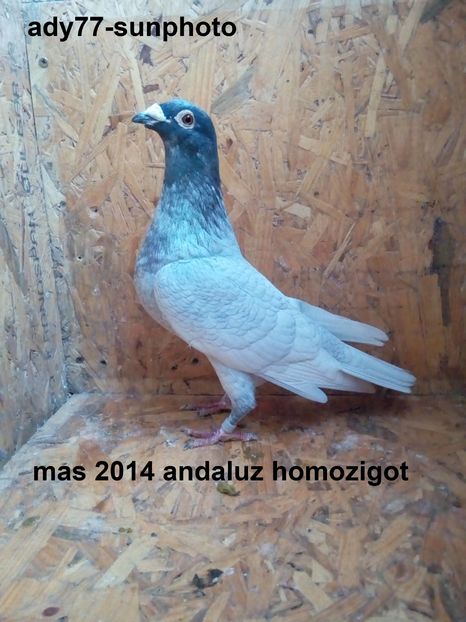  - Matca Masculi 2016