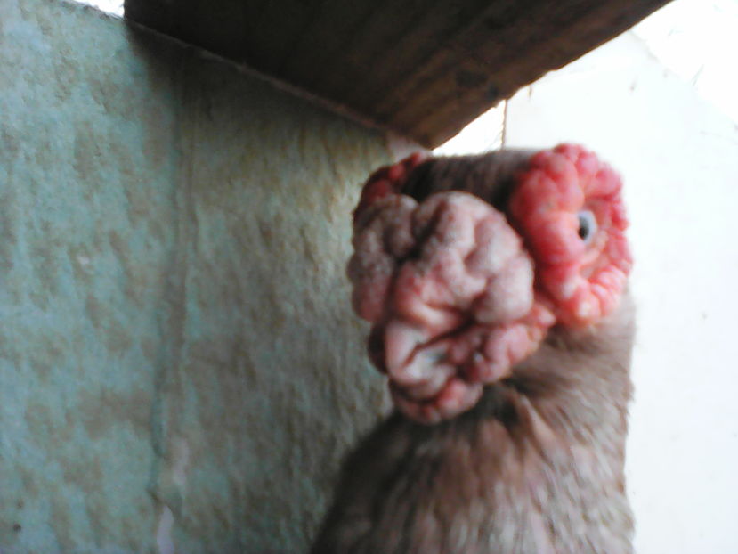  - B E R B E R I  ---    BARBS  PIGEONS