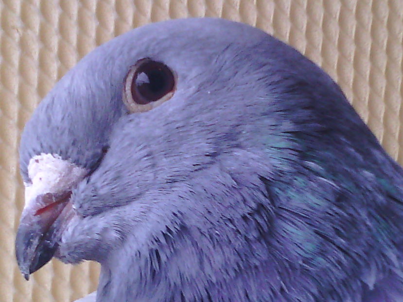 Mascul