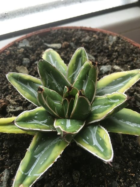 Victoria reginae variegata