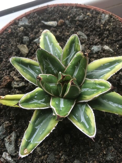 image - Colectia mea de agave