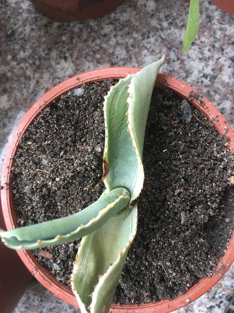 Gypsophila - Colectia mea de agave
