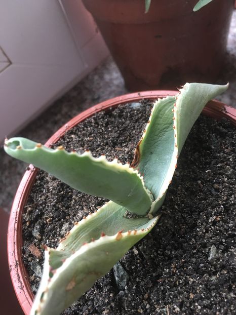 image - Colectia mea de agave