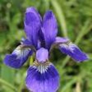 images - rizomi stanjenei-iris