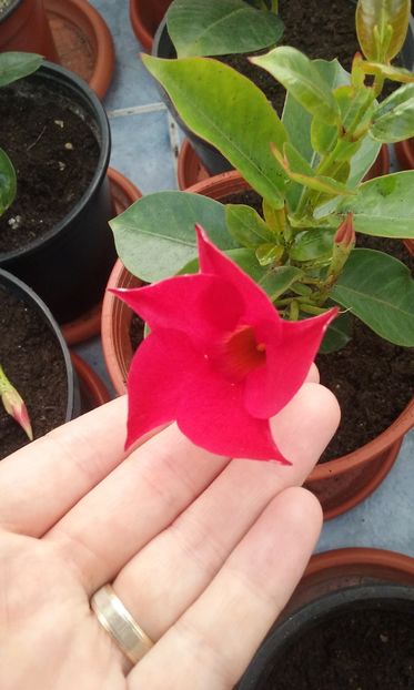 Dipladenia roz inchis - DIPLADENIA