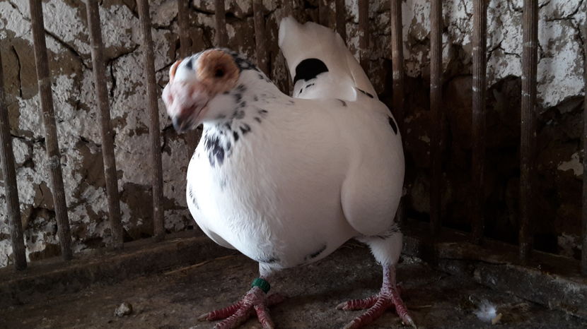femela