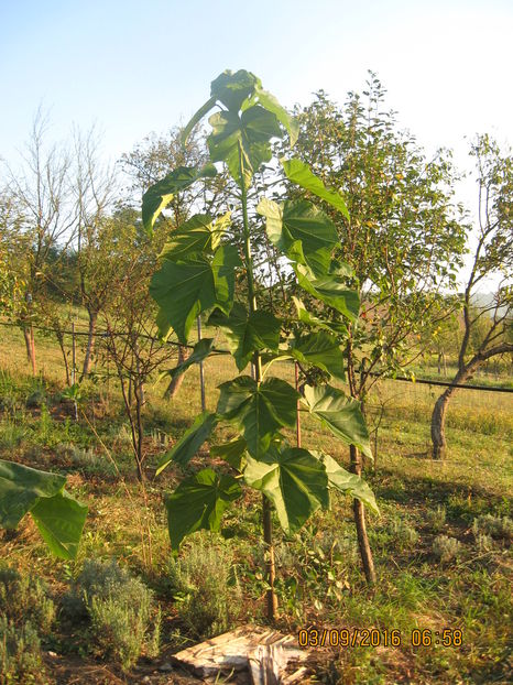 Picture 7139 - Paulownia Tomentosa 2014-2016