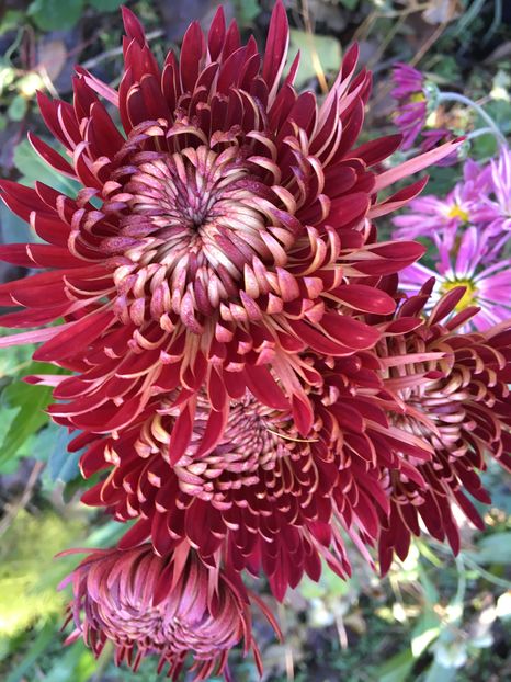 image - Crizanteme 2016