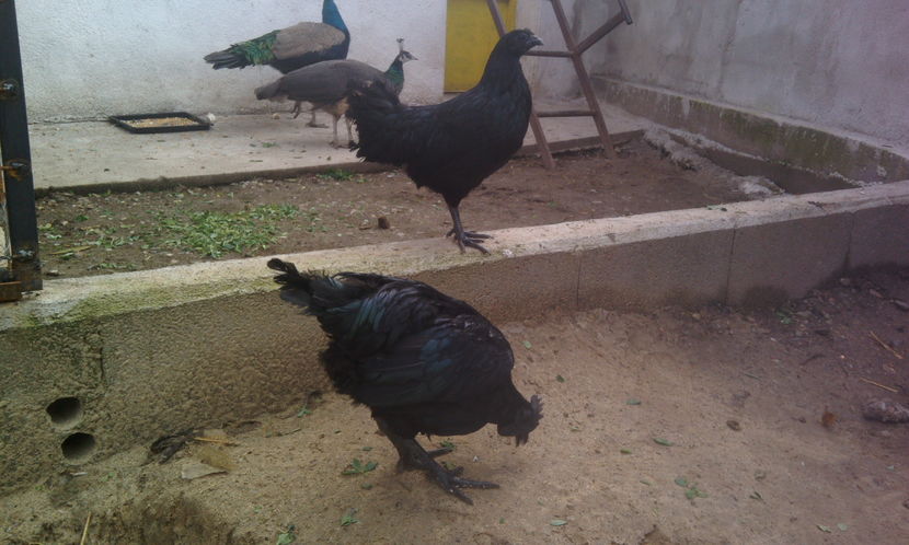  - Ayam cemani