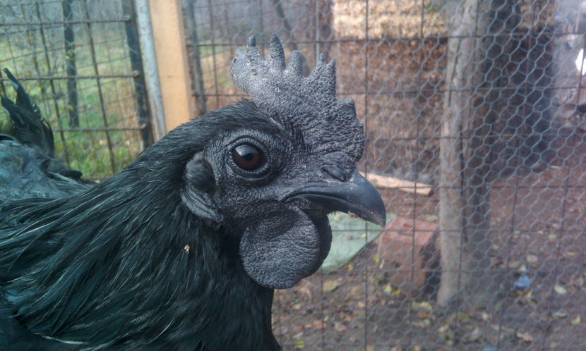  - Ayam cemani