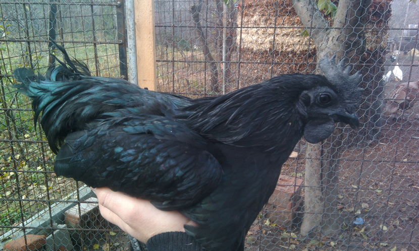  - Ayam cemani