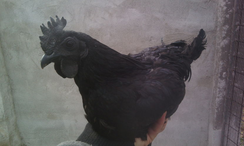  - Ayam cemani