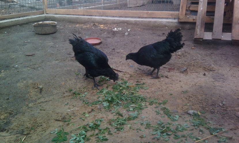  - Ayam cemani