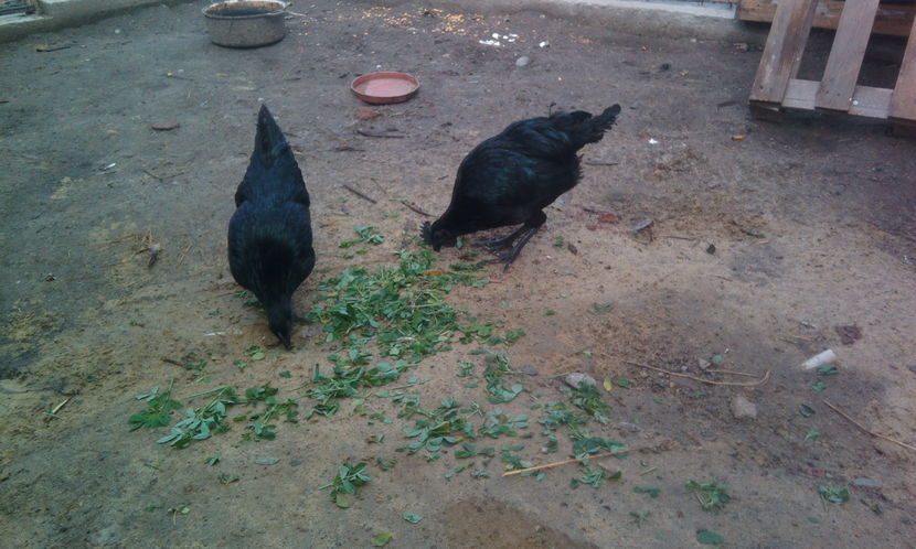  - Ayam cemani