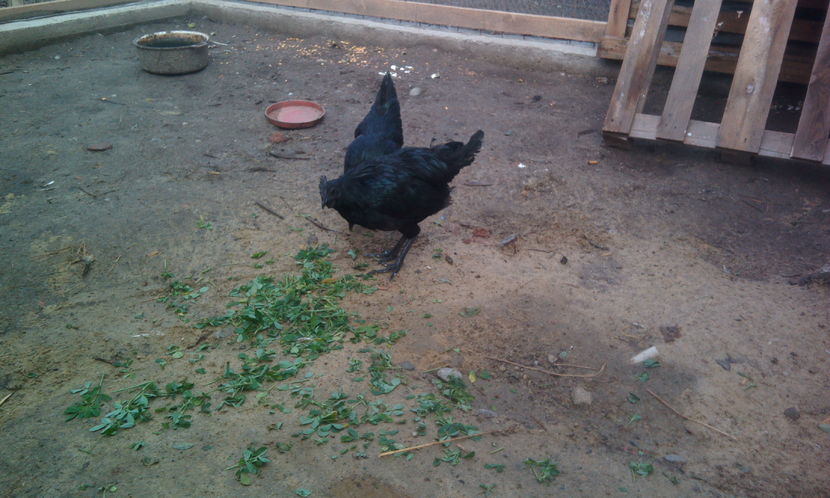  - Ayam cemani