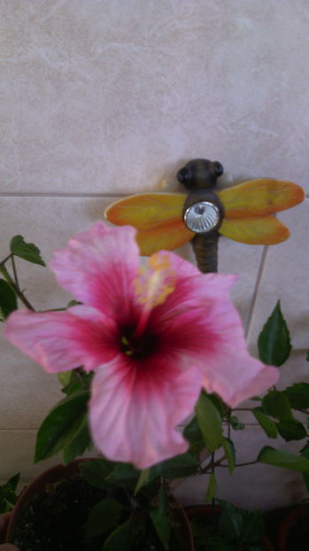 20.11.016 - HIBISCUS -2016