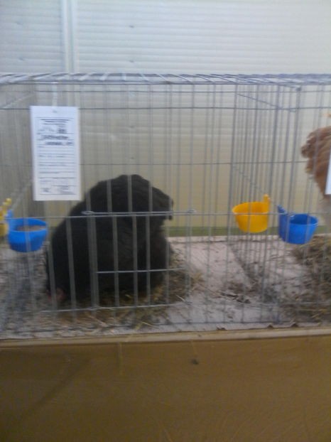  - Expozitie Lugoj noiembrie 2016