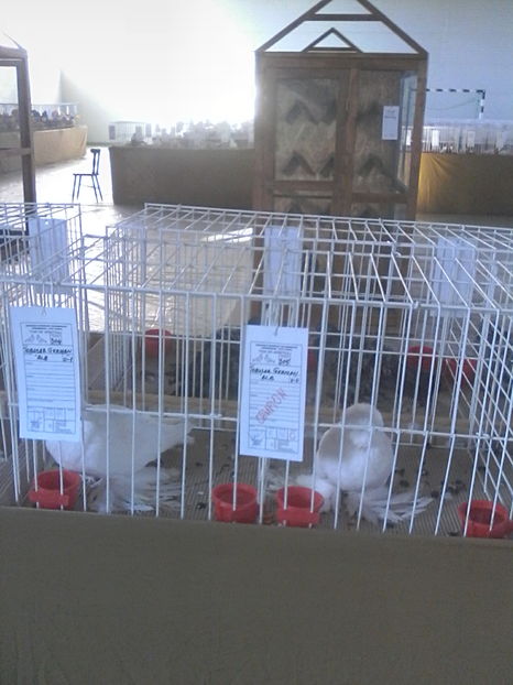  - Expozitie Lugoj noiembrie 2016