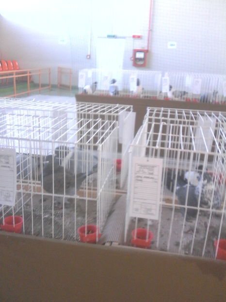  - Expozitie Lugoj noiembrie 2016