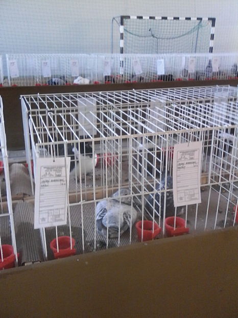  - Expozitie Lugoj noiembrie 2016