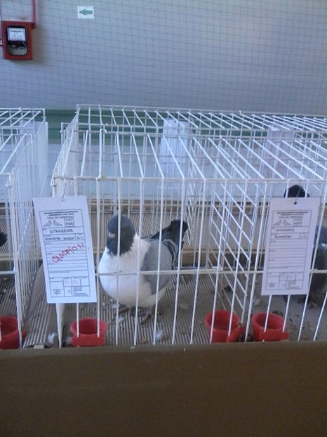  - Expozitie Lugoj noiembrie 2016