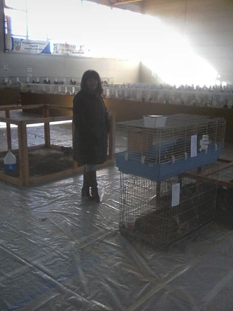  - Expozitie Lugoj noiembrie 2016