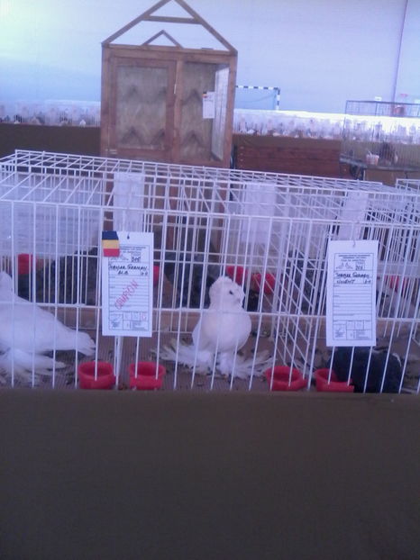  - Expozitie Lugoj noiembrie 2016