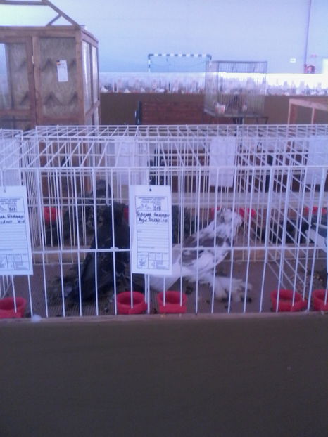  - Expozitie Lugoj noiembrie 2016