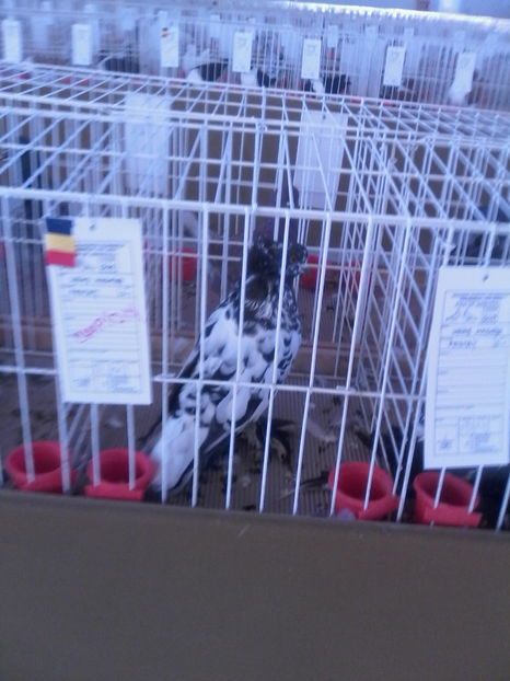  - Expozitie Lugoj noiembrie 2016