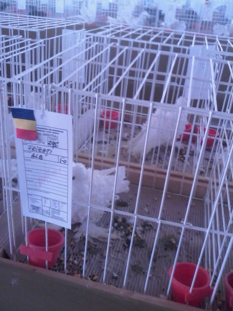  - Expozitie Lugoj noiembrie 2016