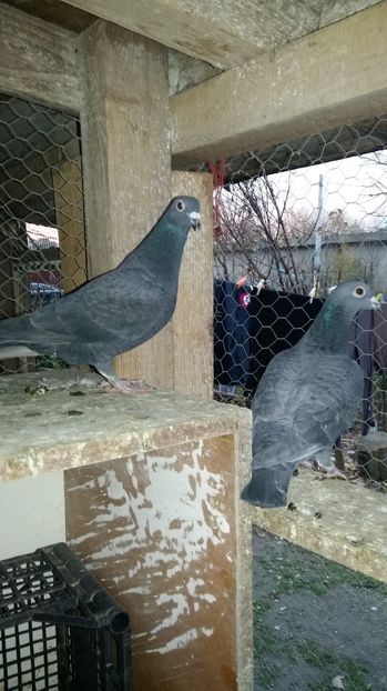  - 1111111 Porumbei voiajori negrii 2016