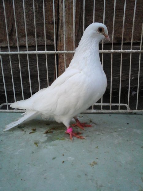 M - porumbei vanduti