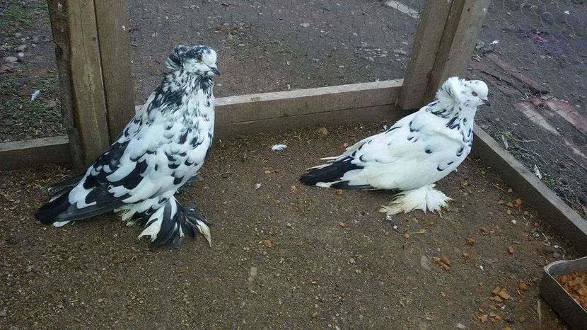 received_1085795791538575