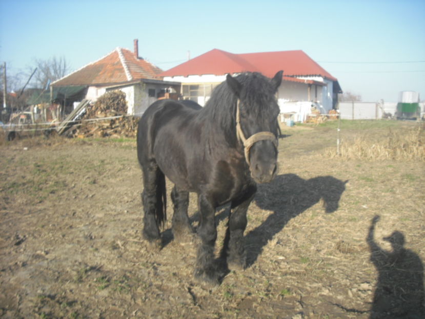 CIMG8112 - BATORY armasar-manz-Belgian