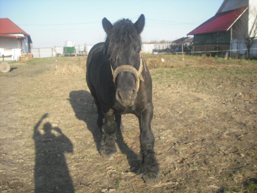 CIMG8114 - BATORY armasar-manz-Belgian