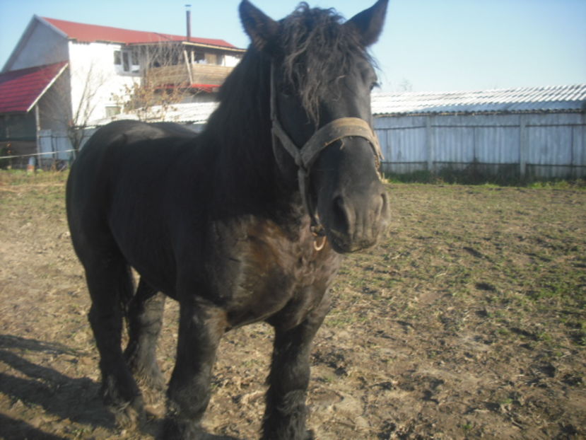 CIMG8115 - BATORY armasar-manz-Belgian