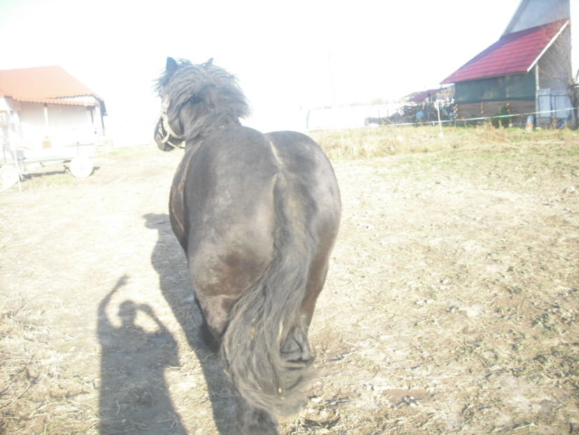 CIMG8118 - BATORY armasar-manz-Belgian