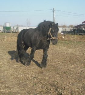 CIMG8123 - BATORY armasar-manz-Belgian