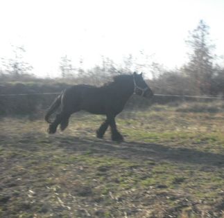 CIMG8125 - BATORY armasar-manz-Belgian