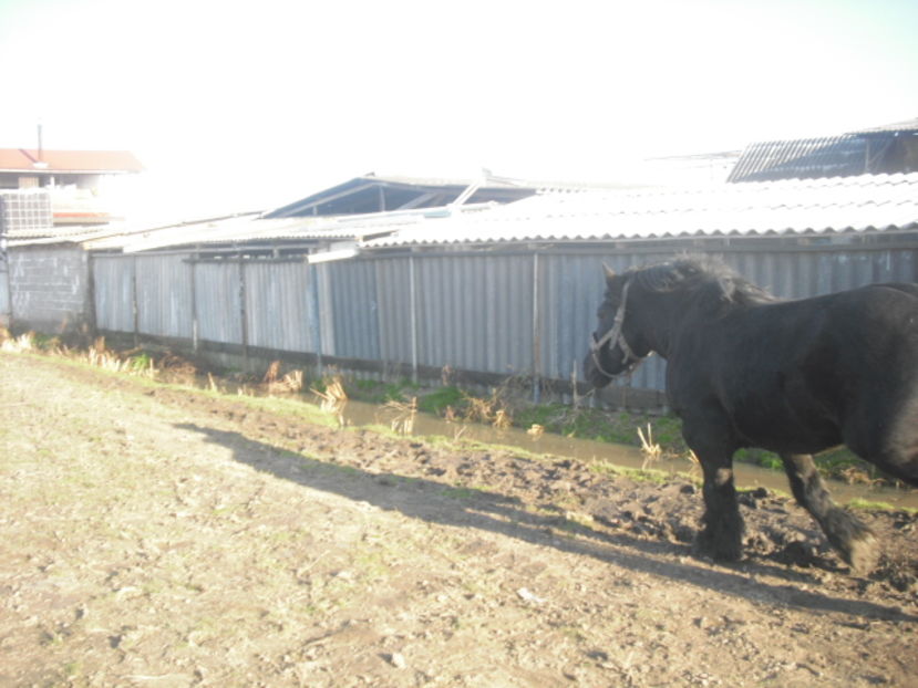 CIMG8140 - BATORY armasar-manz-Belgian