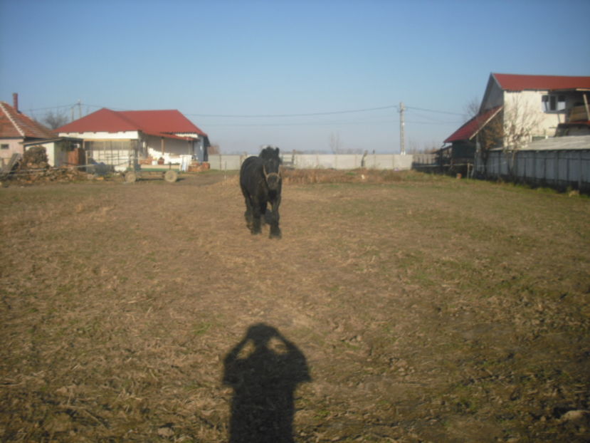 CIMG8142 - BATORY armasar-manz-Belgian