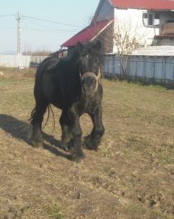 CIMG8143 - BATORY armasar-manz-Belgian