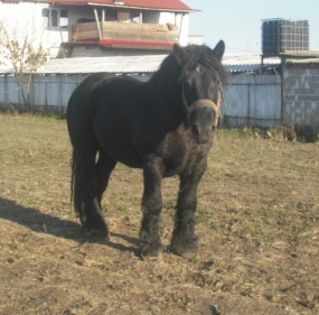 CIMG8144 - BATORY armasar-manz-Belgian