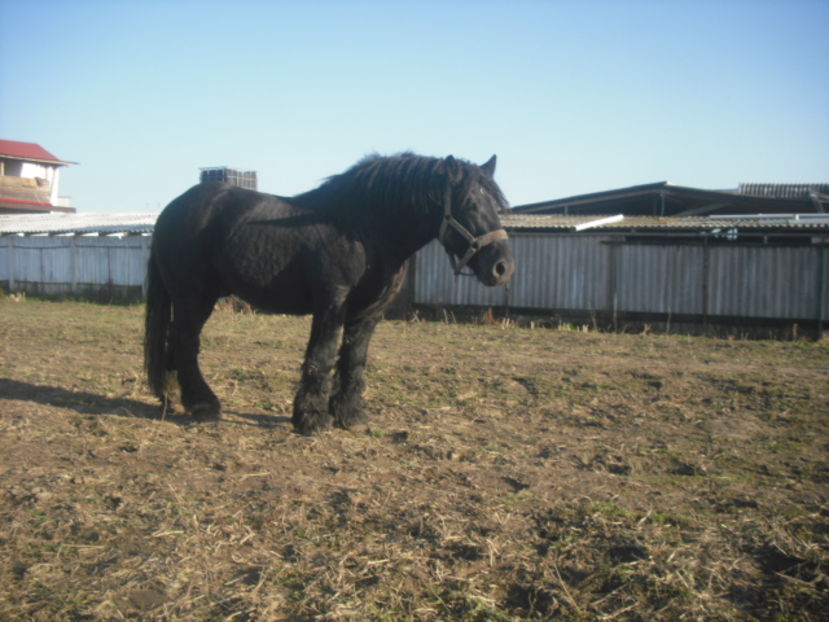 CIMG8147 - BATORY armasar-manz-Belgian