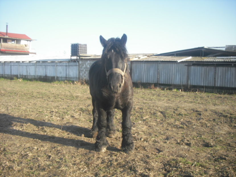 CIMG8151 - BATORY armasar-manz-Belgian